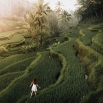 tegalalang rice terrace