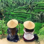 rice field view tegalalang