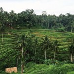 tegalalang rice field