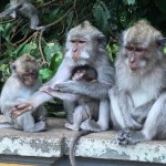 monkey at alas kedaton